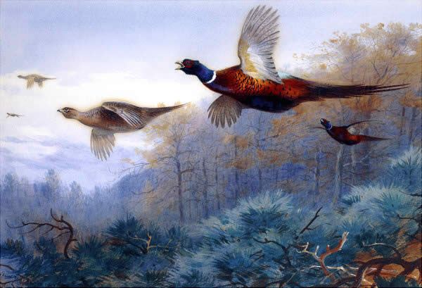 Archibald Thorburn Pheasants in Flight
